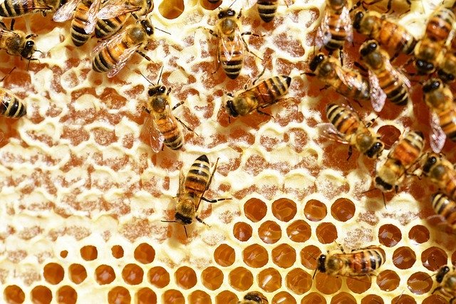 Pčele, ilustracija, foto: Worcestershire, Pixabay