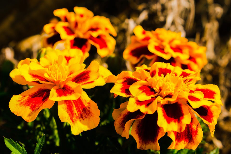Cveće kadifa, preuzeto: Pixabay, autor: Michel