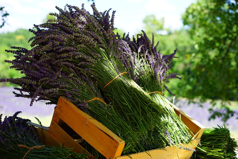 Lavanda, foto: Pixabay