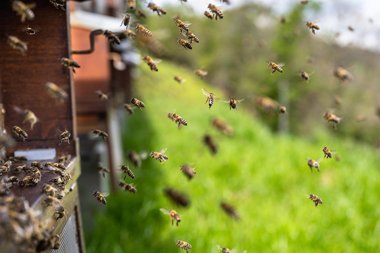 Pčelinjak, foto: pixabay.com 