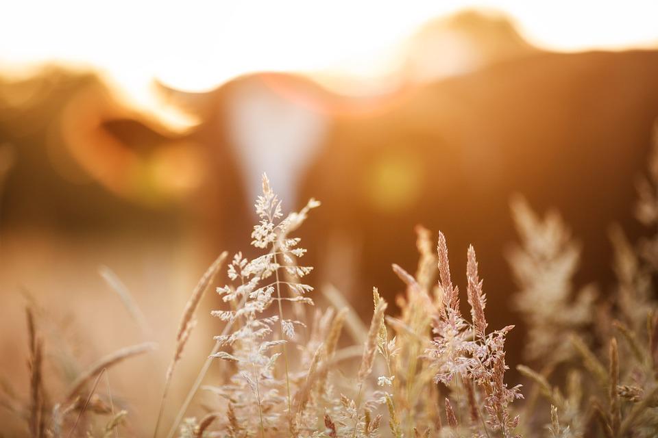 Vreme, sunčano, foto ilustracija, autor: Philippe Ramakers, pixabay.com