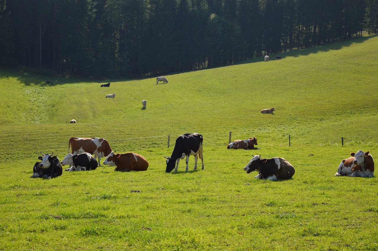 Ispaša krava, foto ilustracija, pixabay.com